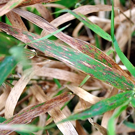 Puccinia sessilis