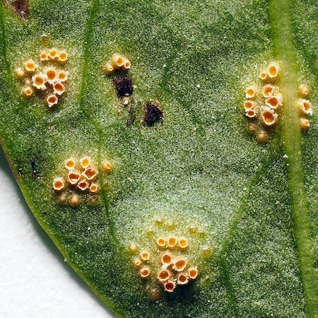 Puccinia silvatica