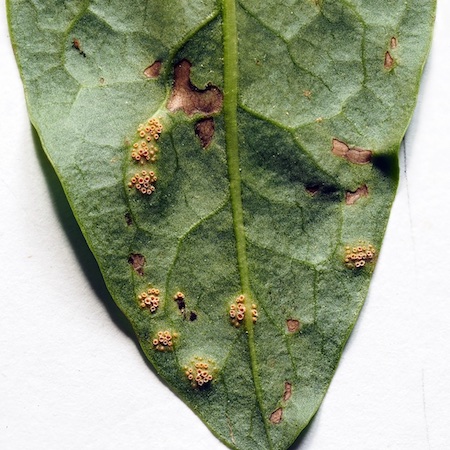 Puccinia silvatica