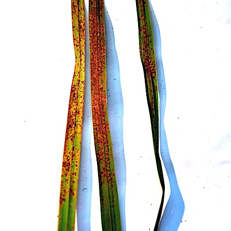 Puccinia silvatica