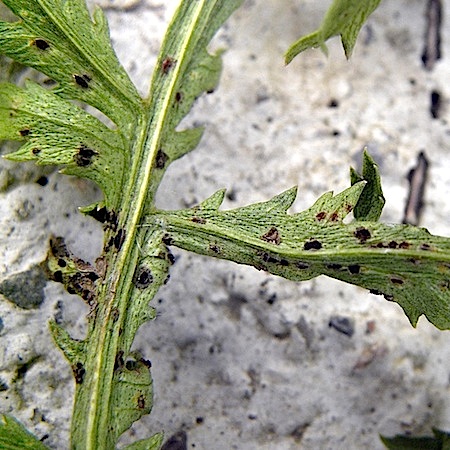 Puccinia tanaceti