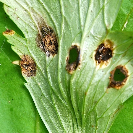 Puccinia actaea-agropyrii