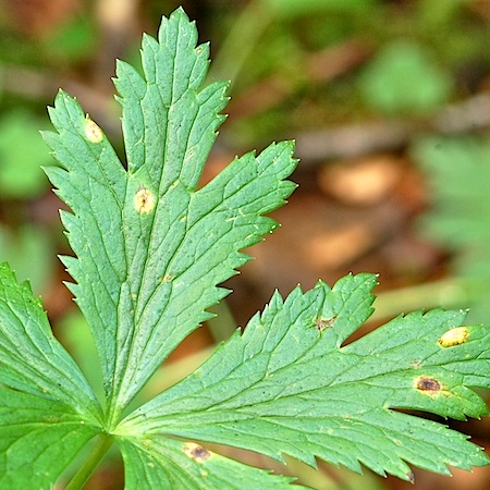Puccinia actaea-agropyrii