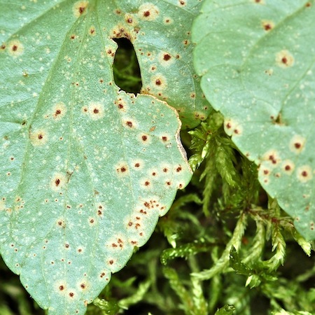 Puccinia violae