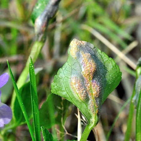 Puccinia violae
