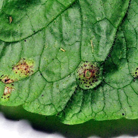 Puccinia violae