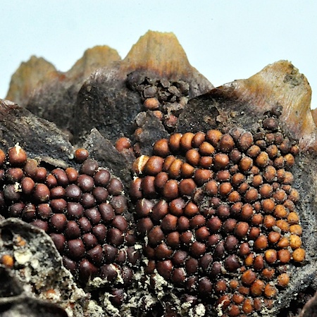 Pucciniastrum areolatum