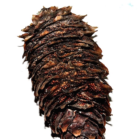 Pucciniastrum areolatum
