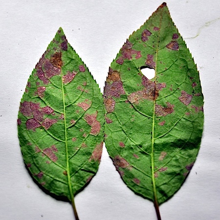 Pucciniastrum areolatum