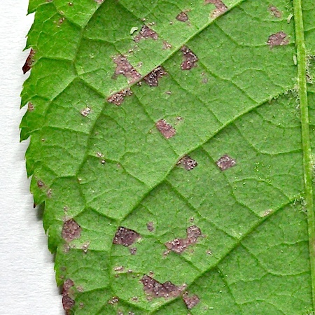Pucciniastrum areolatum