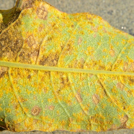 Pucciniastrum epilobii