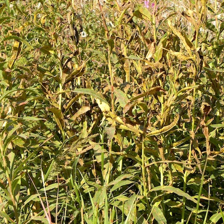 Pucciniastrum epilobii