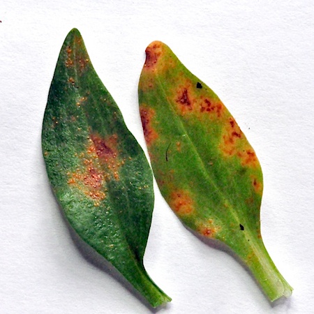 Pucciniastrum goodyerae