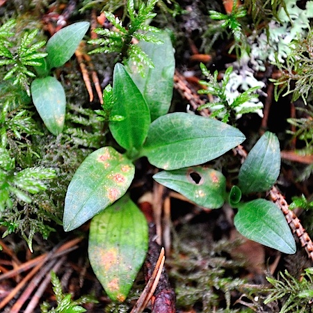 Pucciniastrum goodyerae