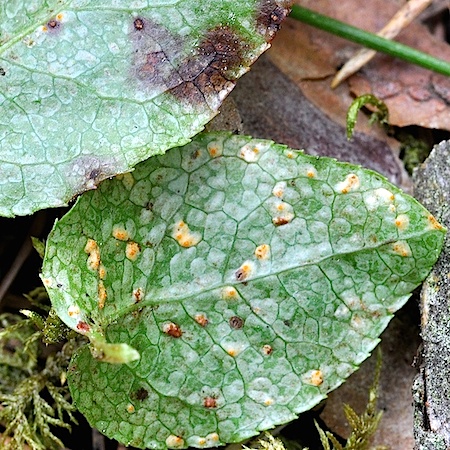 Pucciniastrum pyrolae