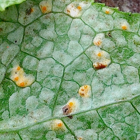 Pucciniastrum pyrolae