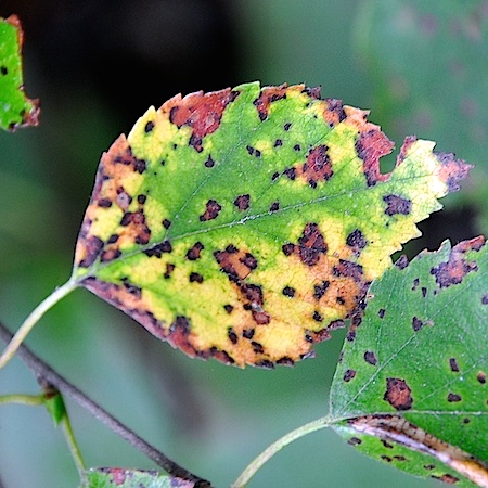 Pyrenopeziza betulicola