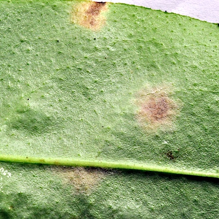 Ramularia cylindroides