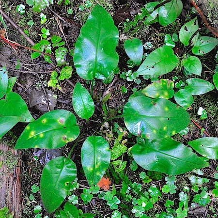 Ramularia cylindroides