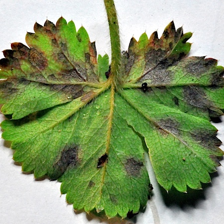 Ramularia haplospora
