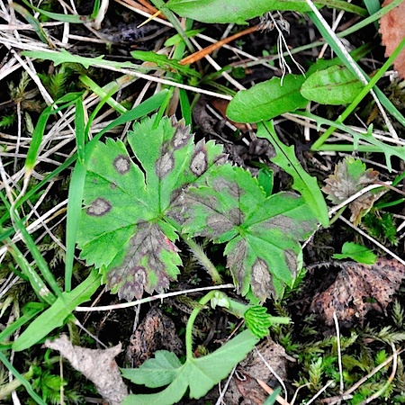 Ramularia haplospora