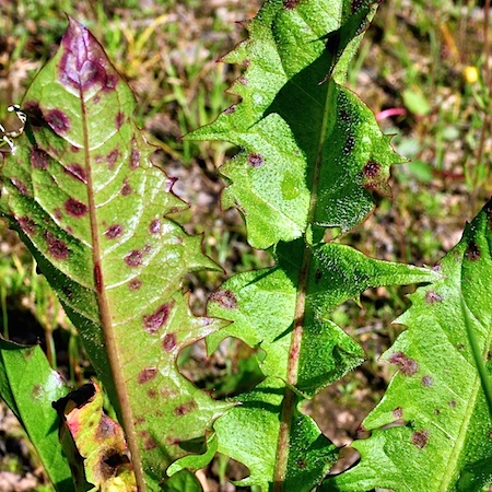 Ramularia taraxaci