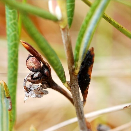 Rhytisma andromedae