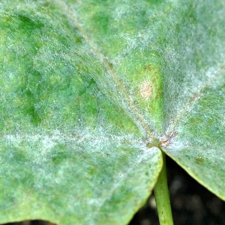 Sawadaia tulasnei