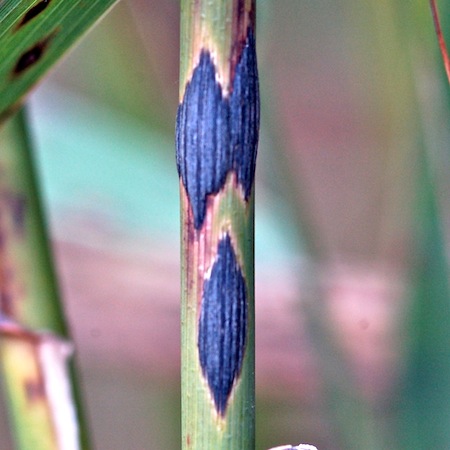 Scirrhia rimosa