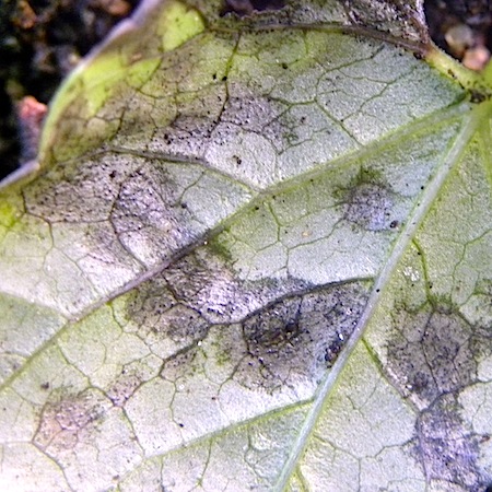 Septoria convolvuli