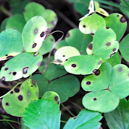Septoria oxalidis