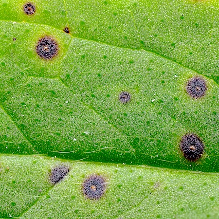 Septoria scabiosicola