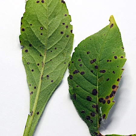 Septoria scabiosicola