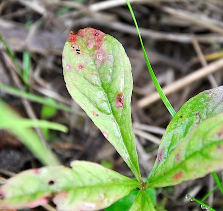 Septoria trientalis