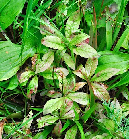 Septoria trientalis