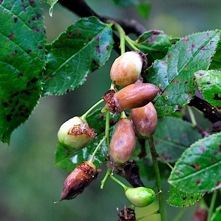 Taphrina pruni