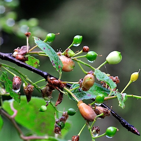 Taphrina pruni