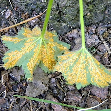 Trachyspora intrusa