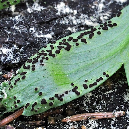 Tranzschelia anemones