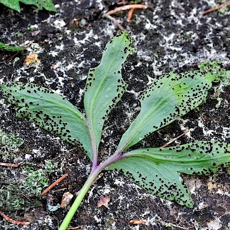 Tranzschelia anemones