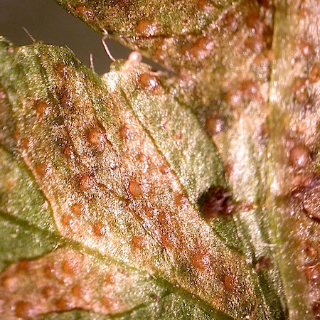 Uredinopsis filicina