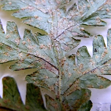 Uredinopsis filicina