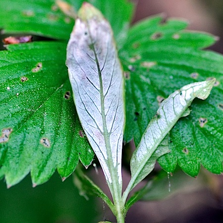 Urocystis trientalis
