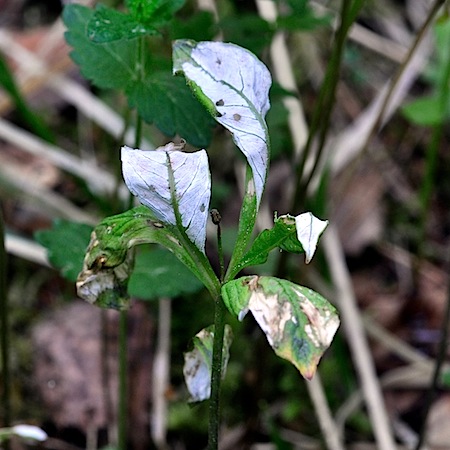 Urocystis trientalis