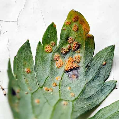 Uromyces dactylidis