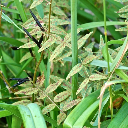 Uromyces vicia-fabae