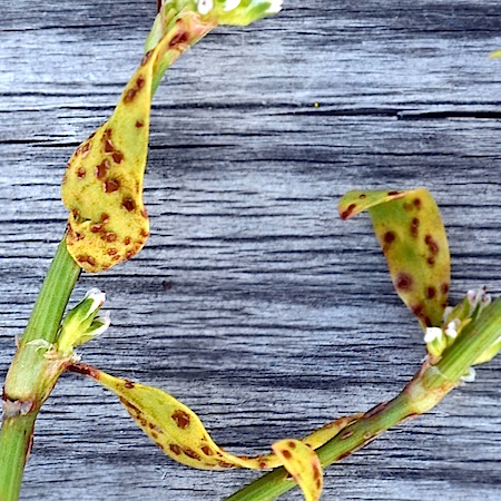 Uromyces polygoni-avicularis