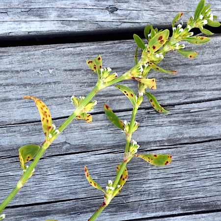 Uromyces polygoni-avicularis