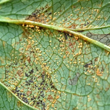 Uromyces scrophulariae