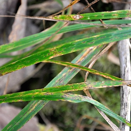 Ustilago scrobiculata